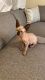 Sphynx Cats for sale in Yonkers, NY, USA. price: $1,700