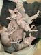 Sphynx Cats for sale in Lake Geneva, WI 53147, USA. price: $1,700