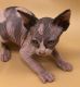 Sphynx Cats for sale in Washington, PA 15301, USA. price: $1,600