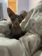 Sphynx Cats for sale in Florence, AL, USA. price: NA
