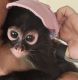 Spider Monkey Animals for sale in San Francisco, CA 94142, USA. price: NA