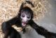 Spider Monkey Animals for sale in Gainesville, FL, USA. price: NA