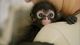 Spider Monkey Animals for sale in Charleston, SC, USA. price: $1,000