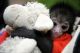 Spider Monkey Animals for sale in Charlottesville, VA, USA. price: NA