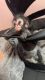 Spider Monkey Animals for sale in Durham, NC, USA. price: NA