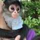 Spider Monkey Animals for sale in Nashville, TN, USA. price: $850