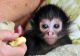 Spider Monkey Animals for sale in Corpus Christi, TX, USA. price: $1,000