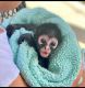 Spider Monkey Animals for sale in Florida Beach, Panama City Beach, FL 32413, USA. price: $1,000