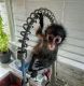Spider Monkey Animals for sale in Florida Beach, Panama City Beach, FL 32413, USA. price: $1,000