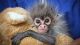 Spider Monkey Animals for sale in Brownsville, TX, USA. price: $300