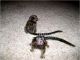 Spider Monkey Animals for sale in Allentown, NJ 08501, USA. price: NA