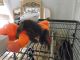 Spider Monkey Animals for sale in Dlyn St, Columbus, OH 43228, USA. price: NA