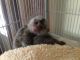 Spider Monkey Animals for sale in Washington, WV 26181, USA. price: NA