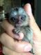Spider Monkey Animals for sale in Dallas, TX, USA. price: $500