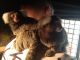 Spider Monkey Animals for sale in Flushing, Queens, NY, USA. price: $450
