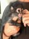 Spider Monkey Animals for sale in Brownwood, TX, USA. price: NA