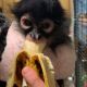 Spider Monkey Animals for sale in Del Rey Oaks, CA 93940, USA. price: NA