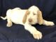 Spinone Italiano Puppies for sale in Akron, OH 44319, USA. price: $800