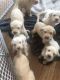 Spinone Italiano Puppies for sale in Akron, OH 44319, USA. price: $800