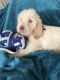 Spinone Italiano Puppies for sale in Akron, OH 44319, USA. price: NA