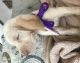 Spinone Italiano Puppies for sale in Akron, OH 44319, USA. price: $1,200