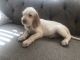 Spinone Italiano Puppies for sale in Akron, OH 44319, USA. price: $700