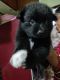 Spitz Puppies for sale in Puri, Odisha, India. price: 4500 INR