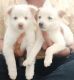 Spitz Puppies for sale in Dharapuram, Tamil Nadu, India. price: 4000 INR