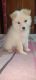 Spitz Puppies for sale in Bowbazar, Kolkata, West Bengal, India. price: 7000 INR