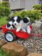 Spitz Puppies for sale in Fort Wayne, IN, USA. price: NA