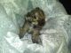 Spitz Puppies for sale in Stockton, CA, USA. price: NA