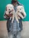 Spitz Puppies for sale in Janakpuri, New Delhi, Delhi, India. price: 10000 INR