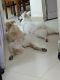 Spitz Puppies for sale in Timarpur, New Delhi, Delhi, India. price: NA