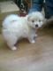 Spitz Puppies for sale in Kolkata, West Bengal 700001, India. price: 5000 INR
