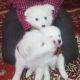 Spitz Puppies for sale in New Delhi, Delhi 110001, India. price: 3500 INR