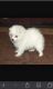 Spitz Puppies for sale in Los Angeles, CA, USA. price: NA