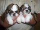 Spitz Puppies for sale in Port St Lucie, FL, USA. price: NA