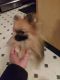 Spitz Puppies for sale in Medford, MA, USA. price: NA