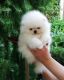 Spitz Puppies for sale in Los Angeles, CA, USA. price: NA