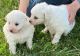 Spitz Puppies for sale in Blanchard, MI 49310, USA. price: $1,000