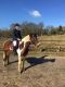Sport horse Horses for sale in Laurel, MD, USA. price: NA
