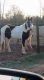 Spotted Saddle Horse Horses for sale in Kinston, NC, USA. price: $1,200