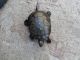 Spotted Turtle Reptiles for sale in Brockton, MA 02302, USA. price: NA