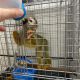 Squirrel Monkey Animals for sale in Florida Mall Ave, Orlando, FL 32809, USA. price: $1,200