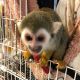 Squirrel Monkey Animals for sale in Florida's Turnpike, Orlando, FL, USA. price: NA