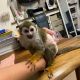 Squirrel Monkey Animals for sale in Florida's Turnpike, Orlando, FL, USA. price: $1,000