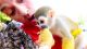 Squirrel Monkey Animals for sale in Minnesota City, MN 55959, USA. price: NA