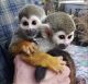 Squirrel Monkey Animals for sale in Cleveland, OH, USA. price: NA