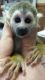 Squirrel Monkey Animals for sale in Cleveland, OH, USA. price: NA