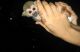 Squirrel Monkey Animals for sale in Sterling Heights, MI, USA. price: $350